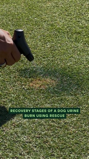 MY LAWN CO. | Lawn tips & advice | Recovery stages of a dog urine burn using Rescue 🐾🌱 | Instagram