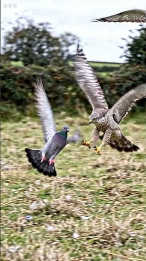 Northern Goshawk Hunting Capture | Wildlife Documentary #Goshawk #Wildlife #Nature #Birds #wildlife