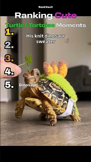 CUTE TURTLE Moments Ranked #animalshorts #cute