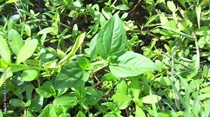 Acmella oleracea (toothache plant, paracress, Sichuan buttons, buzz buttons, ting flowers, electric daisy) with natural background. Flowering is a bouquet, Yellow clusters, oval and pointed like head.