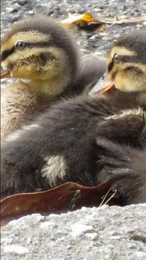 ANATRA con i suoi 10 Piccoli. #nature #anatra #shortvideo.
