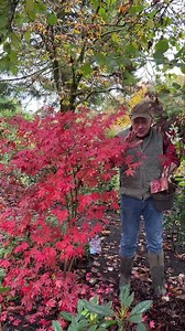 Acer Palmatum “Atropurpureum”is a tough Japanese Maple with deep purple foliage in spring and summer followed in autumn with fantastic autumn colours . Planting time is from now, available from webshop https://pergolanurseries.ecwid.com All Ireland delivery 🚚 32 Counties Pergola Nurseries Garden Corner, Virginia ,Co Cavan A gardeners oasis of quality plants Open Tuesday to Saturday 10.30-6 Open Sundays 2-6 #add #advert #unusualrose #garden #gardenideas #plantsforpots #autumngarden #colourfulfol