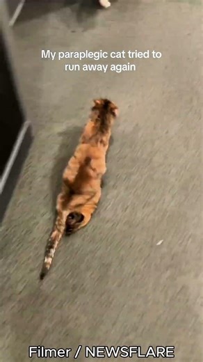 Zooming with Heart: Toffee the Paraplegic Cat Proves Nothing Can Slow Her Down