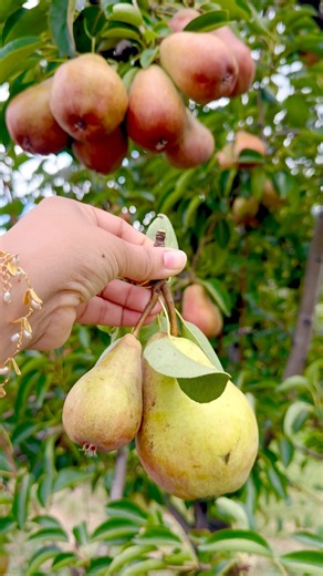 64K views · 2.5K reactions | Pear picking!Stovers Farm Market & U Pic ✨ Michigan, USA. #Pear #fruit #fruitpicking #everyonehighlights #everyonefollowers #naturebeauty #familytime #happiness #farming #usa | It’s Amirah’s Diary | Facebook