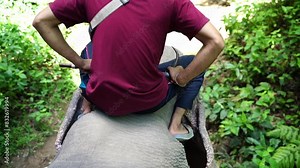 The elephant driver sits on the elephant's neck