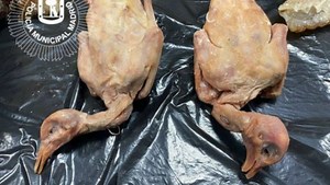 What happens if humans eat street pigeons after restaurant 'sells them as roasted duck'