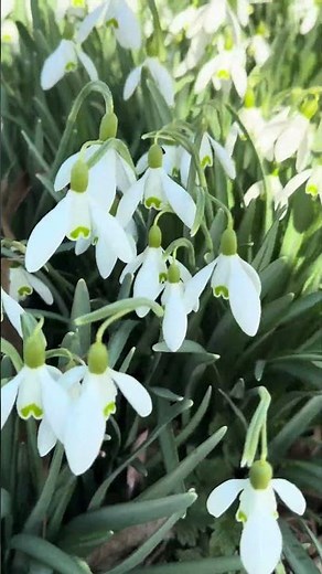 Snowdrop flowers growing in our garden this spring #springflowers #spring #snowdrops #adamsapphire