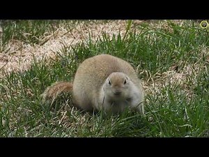 Hungry Gopher Eating Activities in April | Spring Wildlife