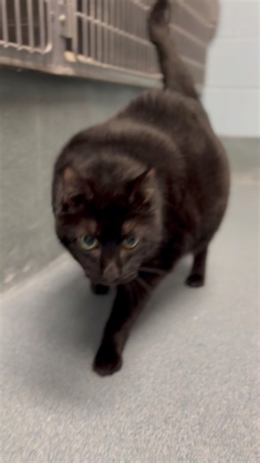 Meet Oh Lawd, He’s Comin’! (Yes we named him that- AKA Buddy). At a mighty 22lbs, this 11 year old fella is a certified CHONK🏆, professional couch-warmer and the ultimate cuddle machine. Lawd entered our care with his sister Patches after their owner sadly passed away. They are not a bonded pair, but it would be special if we found an adopter who is willing to adopt both as a BOGO adoption❤️‍🩹 Because of his size, Lawd is slow moving, cannot groom himself and requires human assistance, and nee