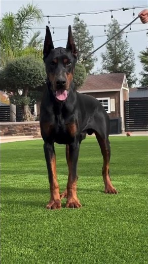 Incredible Dogs That Will Inspire You