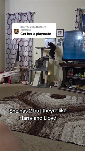 Understanding the Dynamics of Cat Friendships