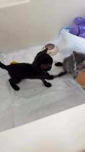 Hi everyone, Sorry in the delay of updates for Jet! We went back to the neurologist yesterday for a recheck and he told me he couldn’t believe it was the same cat and that Jet was a miracle. I completely agree. He’s doing so well, but he’s still being watched over by mama cat (that would be me) but he’s eating well and even had some supervised playtime with Malcolm Murdermitts our 5 week old bottle baby (I’ve been raising since he was barely 2 weeks old) and he has twisted back legs. But, like a