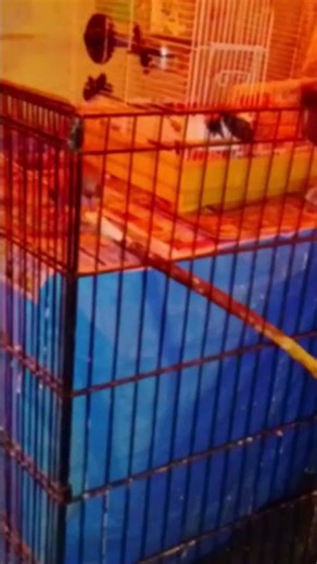 Pwaula's new game is to push her branch through the gate bars over and over