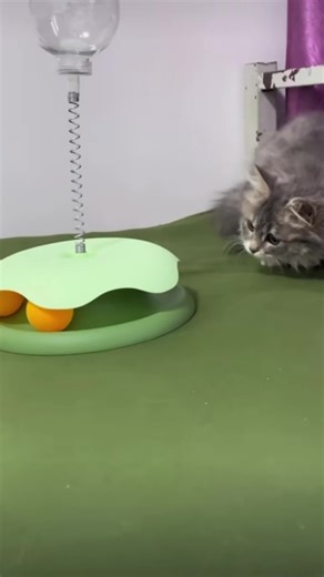 Join our live this afternoon as we have vouchers and flash sales! #cattok #cattoy #treatdispenser #tiktokmademebuyit #fyp