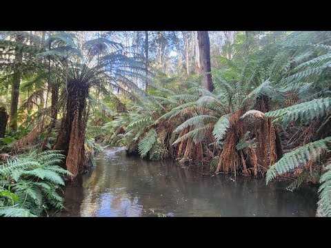Trout Fishing Noojee Creek (Bullet Lures for the Win)