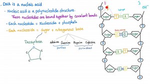 DNA | Medicosis Perfectionalis