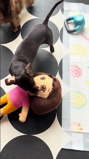 Dora the Explorer vs. The Beast: A Story of Fear and Sausage Dogs