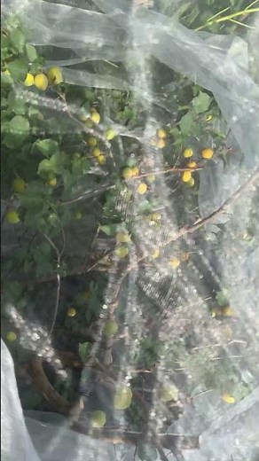 Bird netting for fruit trees