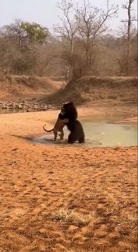 Sloth Bear vs Bengal Tiger | Raw Wildlife Encounter in India