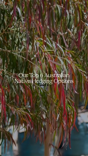 Evergreen Trees Direct on Instagram: "Top 6 Australian Native Hedging Trees Six proven natives for screening that cover formal through to softer, informal hedges, with clear expectations on mature size, growth speed, and standout features. 1) Waterhousia floribunda A tall, elegant hedge ideal for strong privacy and long boundaries. Mature height: 8–12m+ (untrimmed) Mature width: 4–6m Growth rate: Medium to fast Style: Formal Key features: Glossy foliage, dense coverage, clips into a clean, unifo