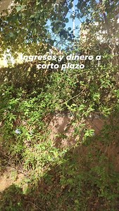 ✨ Código de Grabovoi para Aumentar Ingresos: 421 707 8 ✨ ¿Buscas manifestar abundancia económica? El código de Grabovoi 421 707 8 es una poderosa herramienta para atraer ingresos adicionales a tu vida. 🙌💸 ¿Cómo utilizar este código? Concéntrate en tu intención de atraer más dinero. Repite el código mentalmente o en voz alta: 421 707 8. Puedes hacerlo varias veces al día, siempre enfocándote en tu deseo. Visualiza el dinero fluyendo hacia ti, imaginando oportunidades inesperadas o un incremento