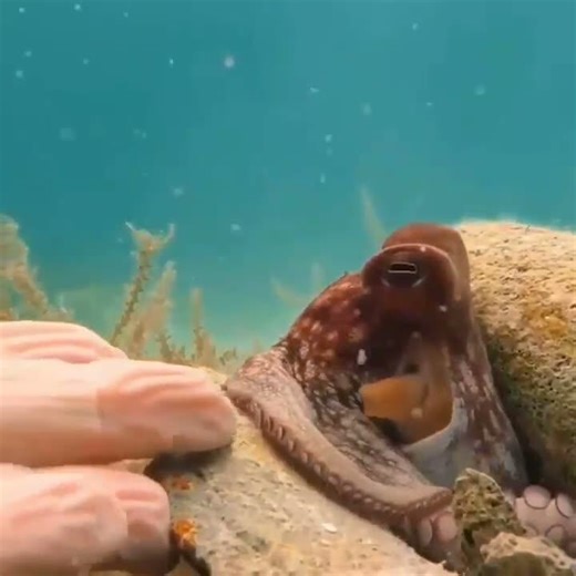 An unforgettable diving experience (5) - NewsBreak