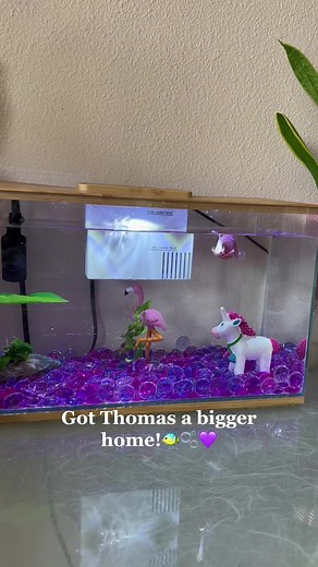 Celebrating 2nd Birthday with Pink Betta Fish in New Tank!