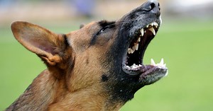 Why do dogs bite or attack humans? Dr Katrina Warren explains
