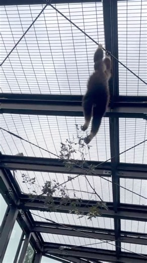 なんとも器用なシロテテナガザルのマコちゃん #東武動物公園 #シロテテナガザル #マコ #動物 #zoo #動物園