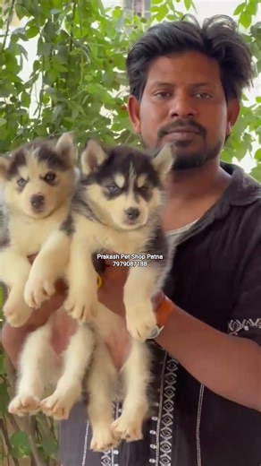 Blue Eyes Siberian Husky Puppy In Patna Bihar | Best Pet Shop In Patna | Husky Puppy Patna | #husky