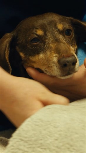 Noel Fitzpatrick on Instagram: "Dougie and Milly are both integral members of their families. The love they share with their people knows no bounds. The whole family has to band together when both Dachsies find themselves at Fitzpatrick Referrals at the same time, with the exact same problem related to damage to the spinal cord from exploded vertebral discs, sadly, a common issue for this breed. Supervet ER featuring Dougie and Milly is YouTube on Thursday at 7pm x #supervetER #fitzpatrickreferr