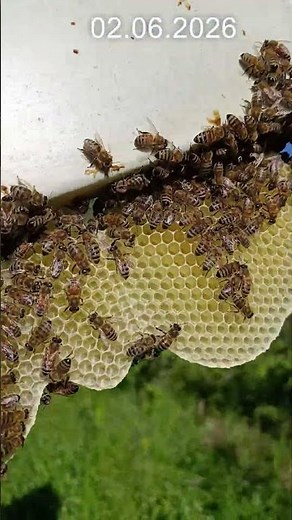 We can't keep up with providing honeycombs! #beekeeping #beekeeping #workerbee