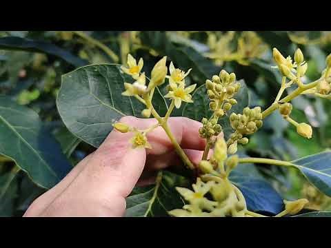 FLOWERING AVOCADO stages and when it opens🥑