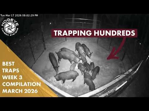 Removing Hundreds of Feral Hogs | Trap Compilation | March Week 3 HogEye