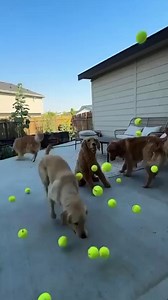 50K views · 48 reactions | "If you love your dog, give them a Bullymake Box!" Made with safe, non-toxic materials, these tough toys and delicious treats are built just for power chewers.  Keep them happy, healthy, and entertained!  | BULLYMAKE | Facebook