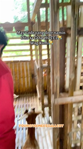 26K views · 329 reactions | May code daw yung mga rooms sa goat house natin藍 #YOUNGFARMERSGALLERY | Young Farmer's Gallery | Facebook