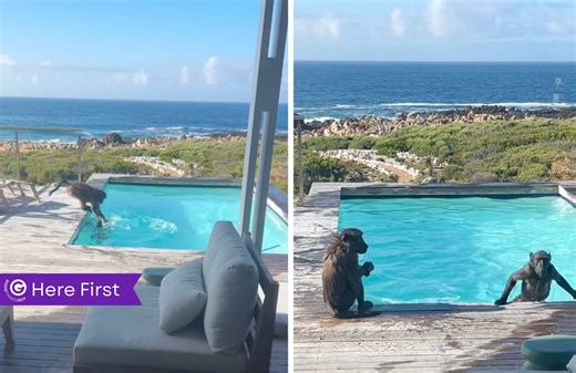 Betty’s Bay Baboons Back for a Pool Party Seven Years Later!