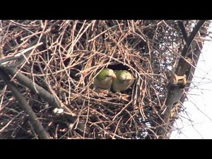 Monk Parakeets Nesting in Watervliet, NY