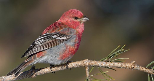 Découvrez 5 oiseaux rouges flamboyants