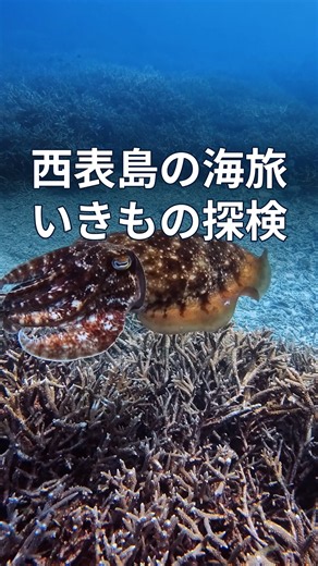 西表島の海を旅したら、何に出会えると思う？