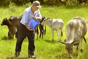 Mini-Cattle Are New Cash Cow