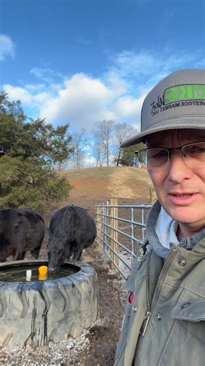 Cattle waters. Big fan of the tire water. #farming | Reed Livestock & Co.