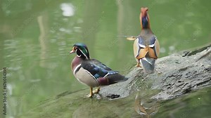 Couple of mandarin duck (Aix galericulata) male and wood duck drake (Aix sponsa) on a log in the lake