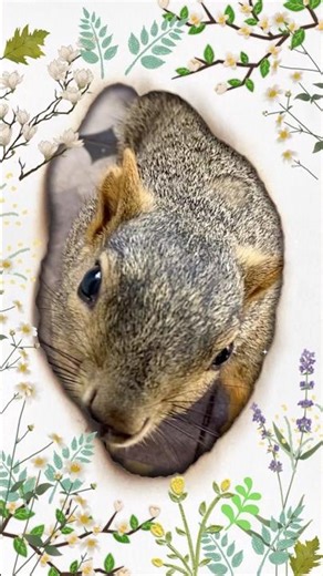 Squirrel is One Of Nature Beauty | #wildlife #nature #beauty #animals #reels #video #godcreation