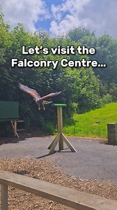 Let’s visit the Falconry Centre…🦅 Get up close with some amazing birds of prey at the Falconry Flying Displays! Every display is slightly different offering a unique up close experience! #birdsofinstagram #birdsofprey #falconry #birds #woodlandsfamilythemepark #themepark #amusementpark #zoo #birdstagram #owl #birdphotography | Woodlands Family Theme Park