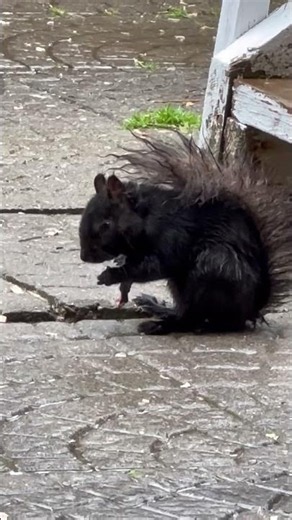 Tiny Warrior in the Rain 🐿️ #cutesquirrel #squirrel #wildlife #nature #rainyvibes #viralvideo #cute