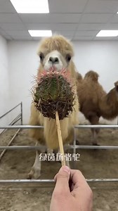 Just watching this makes me hurt lol cactus 🌵 ouch! #cactus #camel #cactuslollipop | Coach_AngelBeck