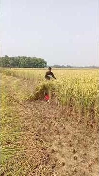 Power Weeder Reaper Attachment से धान की कटाई 🌾 | Powerful Machine Working Demo |