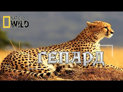 Cheetah - Super Predator. The Natural World, Wild Animals. #Documentary. National Geographic