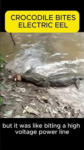 Crocodile vs Electric Eel ⚡ Who Would Win? Shocking Underwater Battle!#electriceel #animalfight